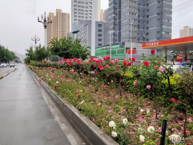 提升綠化景觀 蘭州安寧