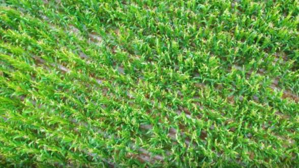 崇信:6.71萬畝青貯玉米