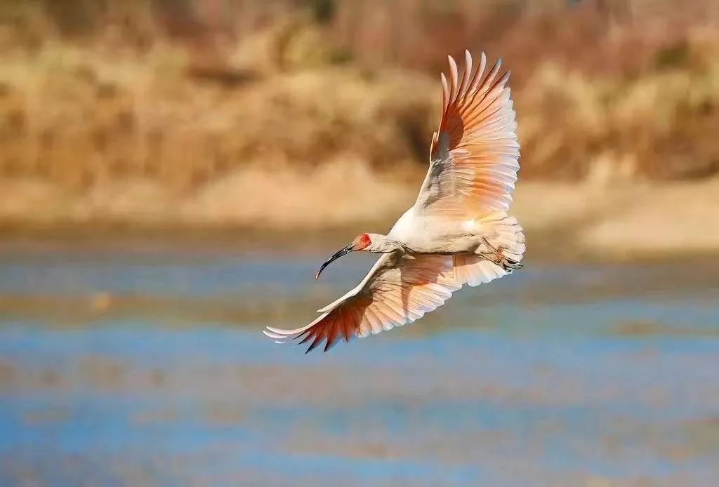 國家一級保護動物朱鹮