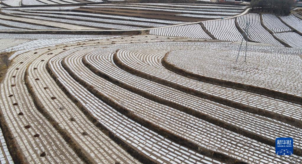 甘肅定西：山地覆膜春