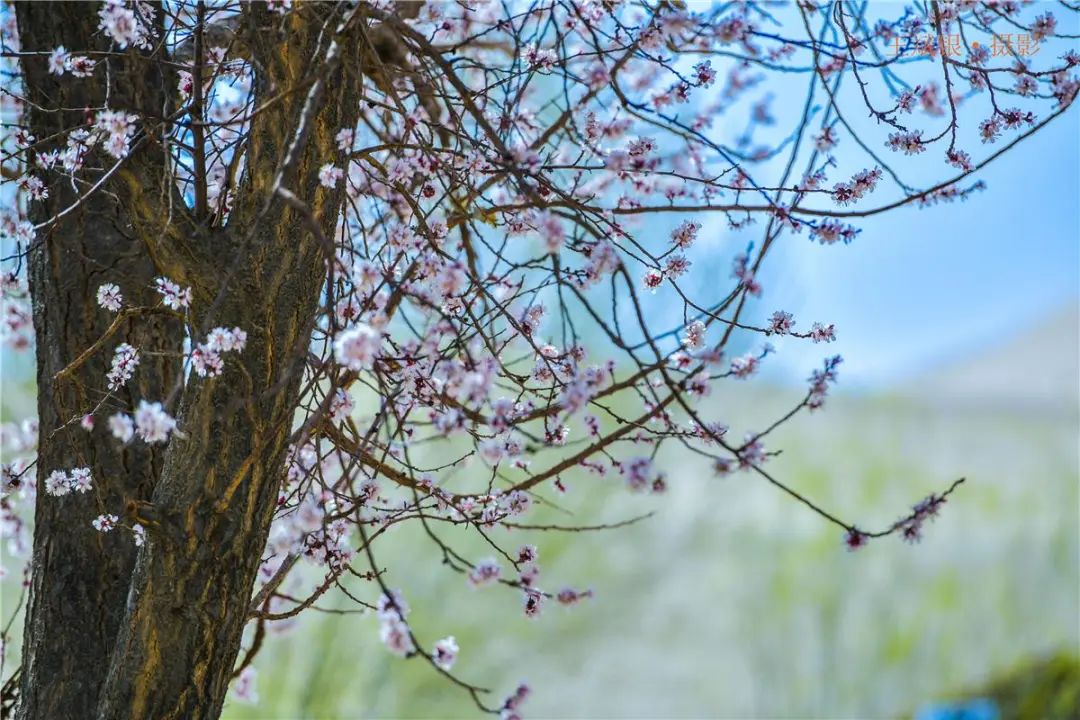 敦煌鳴沙山下杏花綻放