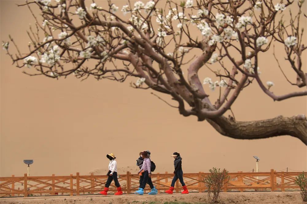 敦煌:花開(kāi)鳴沙山