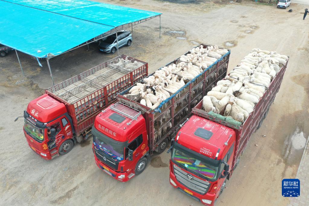 甘肅古浪:已建成萬只