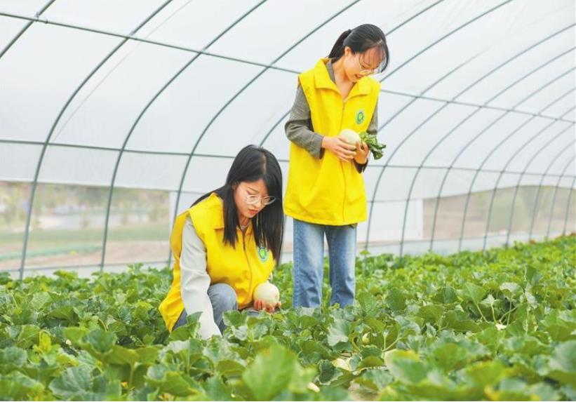 秦安縣白脆瓜搶“鮮”