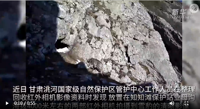 雪豹現身甘肅洮河國家