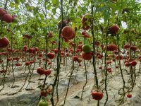 戈壁沙漠設施農業發展