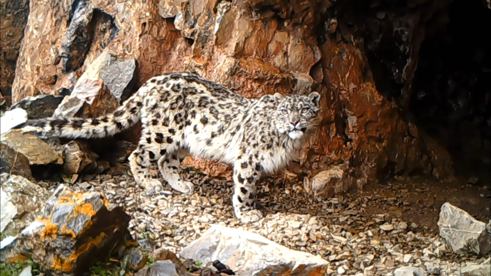 青海囊謙:多種野生動