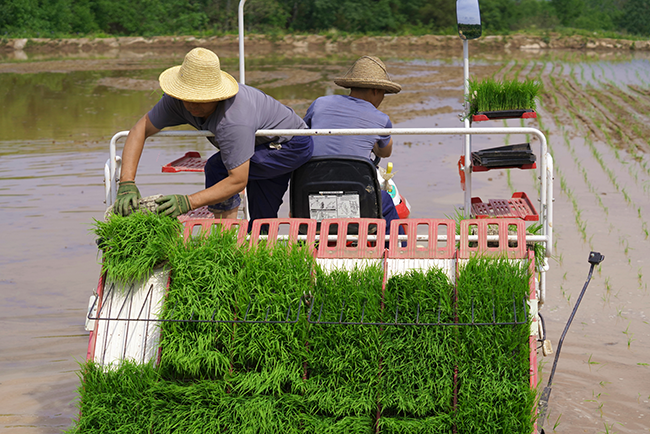 成縣:科技賦能稻香盈