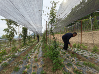 成縣:從“守綠”到“