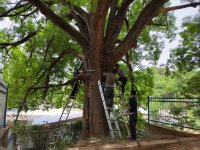 成縣:古樹危情急響應